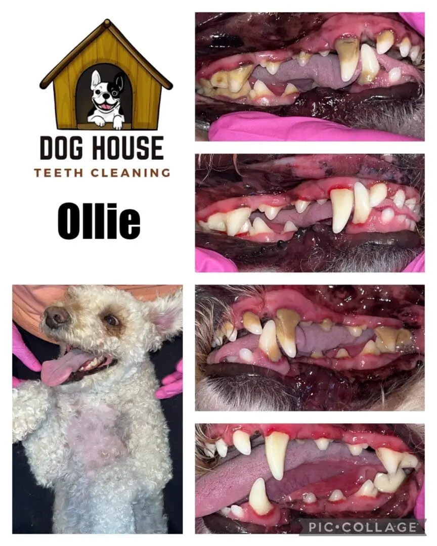         Image showing dental cleaning results for a dog named Ollie from Dog House Teeth Cleaning. These before and after images highlight the significant removal of tartar and plaque from Ollie's teeth, showcasing the effectiveness of premium canine oral care.