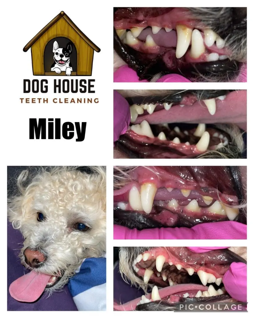 A collage showcasing a dog's dental cleaning progress features the "Dog House Teeth Cleaning" logo on the top left and the name "Miley" below. The images reveal Miley's teeth before and after undergoing professional canine oral care, with a close-up of her open mouth for detailed comparison.