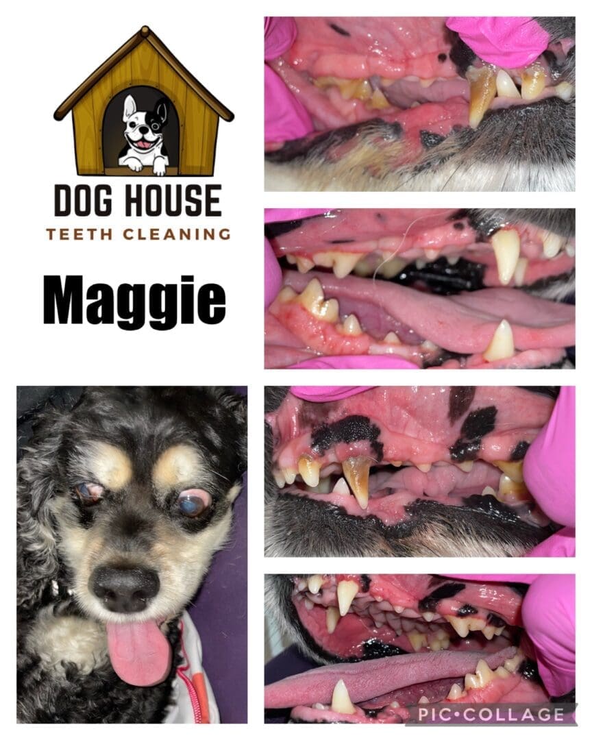 A collage image showing a dog named "Maggie's" teeth cleaning process. The images display various stages and angles of her mouth, showcasing canine oral care techniques. A close-up reveals her tongue and teeth, all overseen by a gloved hand.