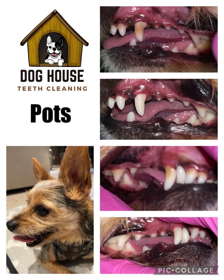 A collage showcasing before and after images of a dog's teeth cleaning by Dog House Teeth Cleaning. The top left corner features the company logo and the name "Pots." Emphasizing canine oral care, the bottom left displays a close-up of the dog.