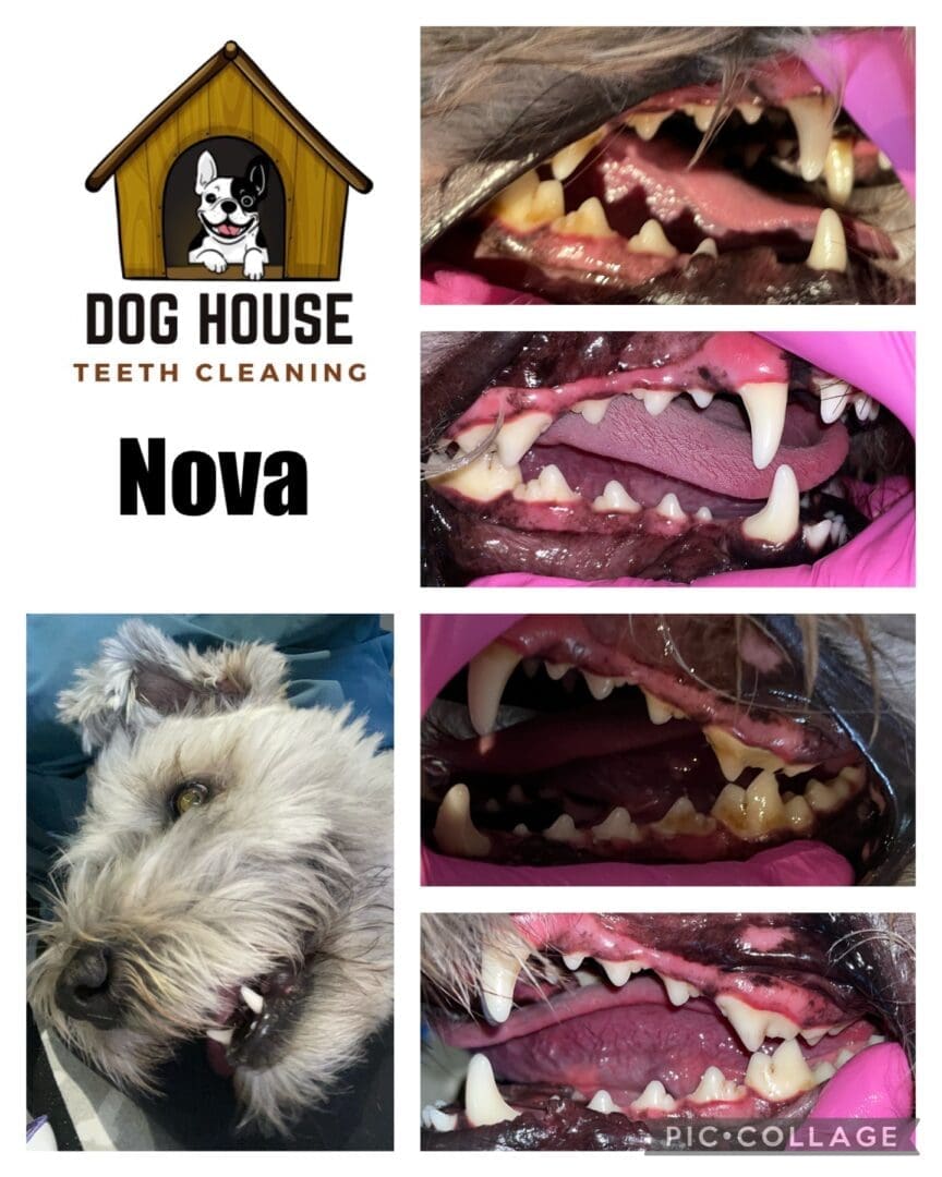 A collage showing a dog's teeth before and after cleaning. The top-left image displays a logo with text "Dog House Teeth Cleaning, Nova," emphasizing expert canine oral care. The other images provide detailed views of the dog's teeth transformation.