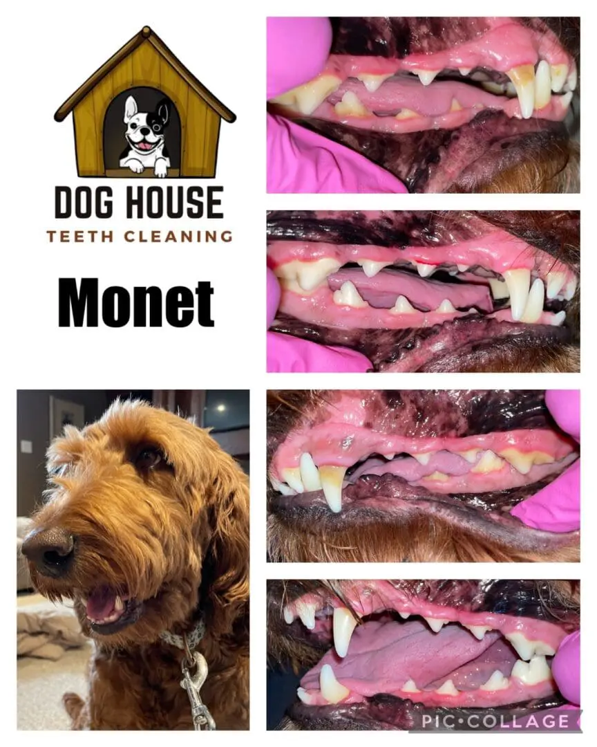 Compilation image showcasing a dog's teeth cleaning journey with the text "Dog House Teeth Cleaning Monet." Before-and-after photos highlight remarkable improvements in canine oral care, emphasizing the dog's cleaner, healthier teeth post-treatment.