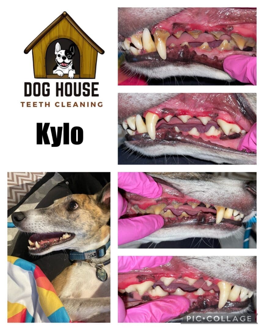 A collage showcasing Kylo's journey through canine oral care. The top left features the "Dog House Teeth Cleaning" logo, with Kylo's name just below. Other images highlight his teeth before and after the meticulous cleaning process.