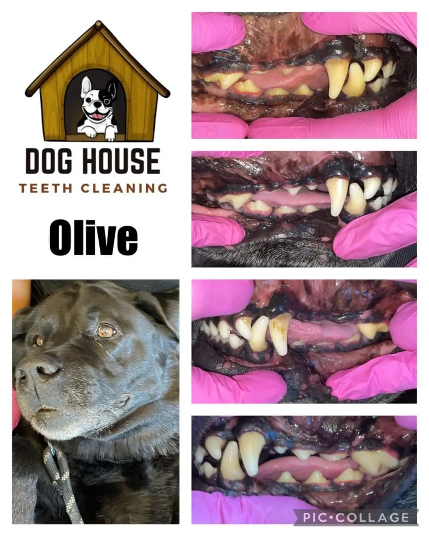 A collage showcasing a dog's dental cleaning progress. The 'Dog House Teeth Cleaning' logo is at the top left, with the dog's name "Olive" beneath it. Photos illustrate before and after images of Olive's teeth, highlighting the importance of canine oral care.