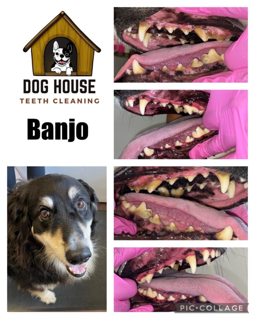 A collage showcasing a dog before and after teeth cleaning at Dog House Teeth Cleaning. On the left, the dog is seen smiling. On the right, close-ups of the canine oral care results, highlighting the transformation in the dog's teeth before and after cleaning.