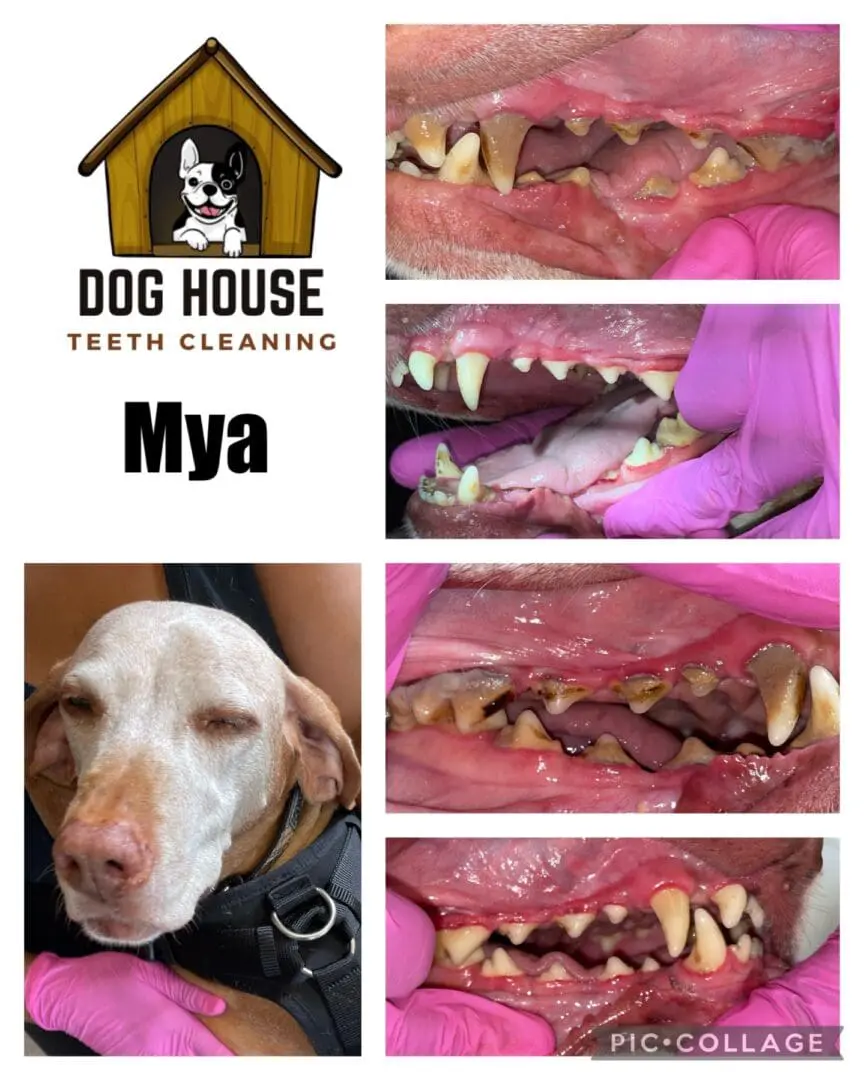 A collage showcasing before and after images of a dog's teeth cleaning at "Dog House Teeth Cleaning." The close-ups highlight the transformation in canine oral care, revealing dramatic reductions in visible calculus and tartar buildup.