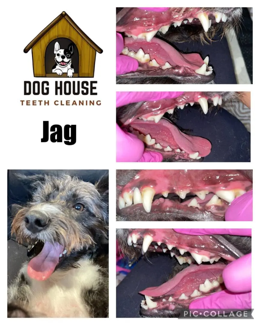 Collage showing a dog's teeth cleaning procedure. Left panels depict a dog before and after cleaning, labeled "Jag." Right panels display close-ups of teeth before and after cleaning, highlighting the importance of canine oral care.