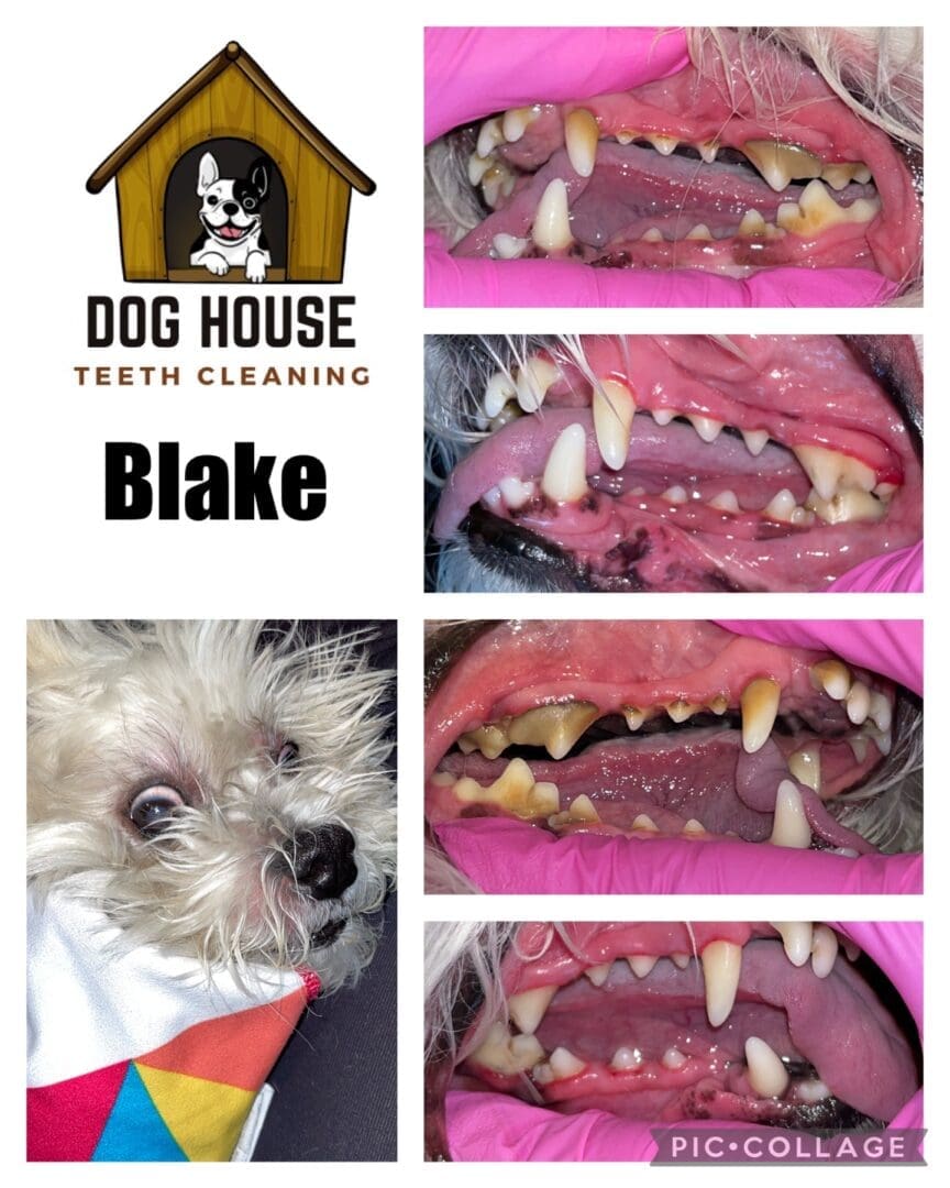 Before and after dental cleaning photos of a small dog named Blake, showcasing the visible improvements in tooth cleanliness. The collage highlights canine oral care with an image of Blake, the logo of the dental service, and close-ups of his teeth.