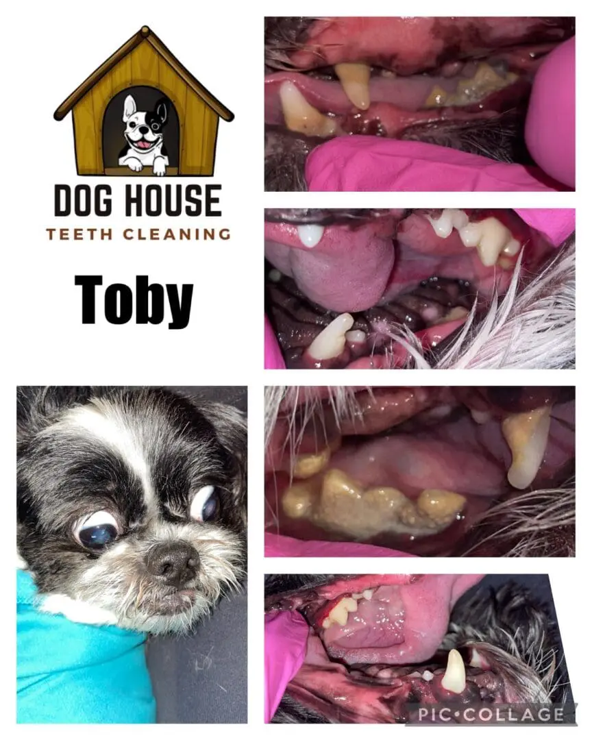 A collage of a dog's teeth cleaning process showcases close-up images of Toby's dirty and clean teeth, highlighting the importance of canine oral care. The Dog House Teeth Cleaning logo and Toby's face, adorned in a blue garment, complete the informative display.