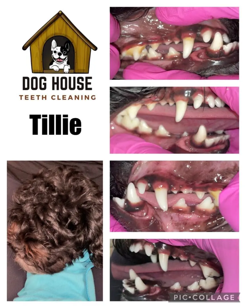 Collage showcasing various close-up angles of a dog's teeth being cleaned, including before and after images. The logo for "Dog House Teeth Cleaning" and the name "Tillie" are displayed, highlighting expert canine oral care.