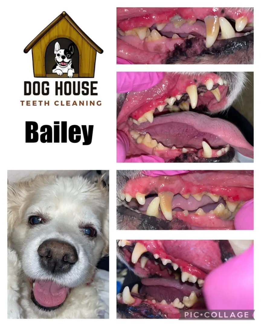 A collage of dog dental images showing before and after teeth cleaning, featuring close-ups of plaque removal and gum health improvement, with a logo of "Dog House Teeth Cleaning" at the top, showcasing top-notch canine oral care.