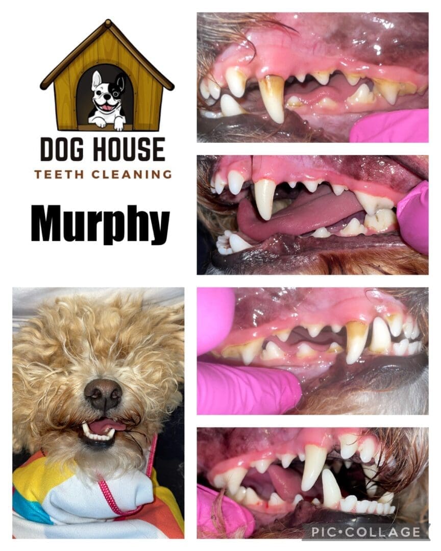 A before and after image showcasing Murphy's dental cleaning at Dog House Teeth Cleaning. The top left captures Murphy smiling, while other images highlight the state of his teeth before and after the expert canine oral care session.