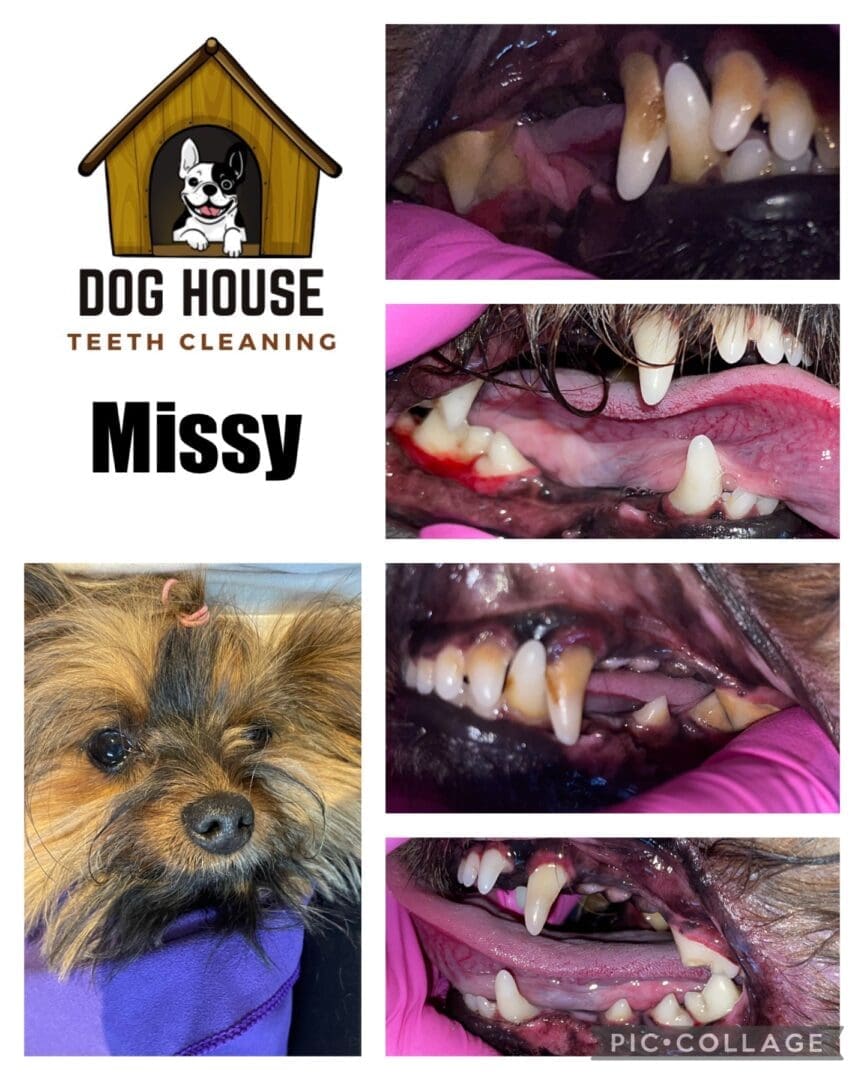 A collage of canine oral care showing before and after images. The process improves the condition and cleanliness of the dog's teeth. A dog's face is seen at the bottom left, with the name "Missy" displayed.