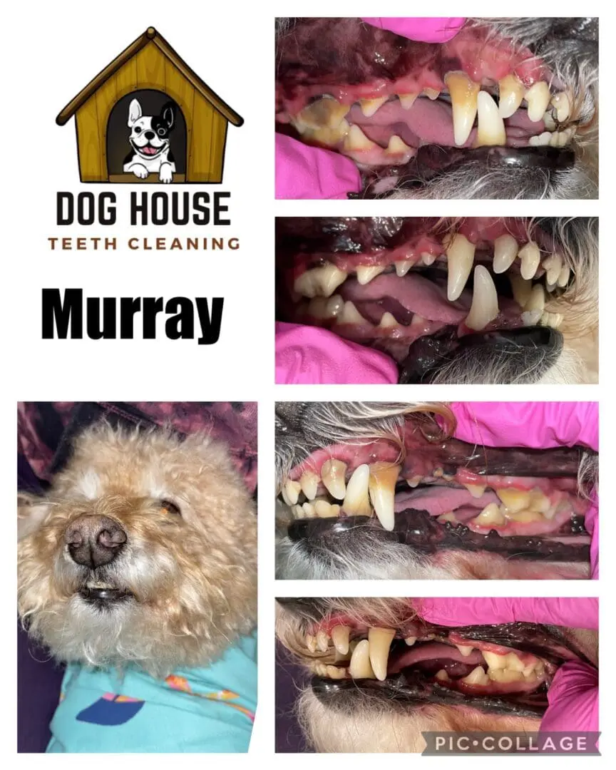 Collage showcasing Murray the dog before and after teeth cleaning at Dog House Teeth Cleaning. Features images of Murray's sparkling teeth and the business logo, highlighting exceptional canine oral care.