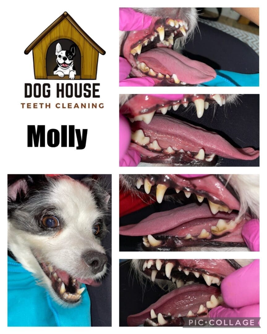 Collage showing a dog's teeth being cleaned, with a logo for Dog House Teeth Cleaning and the name "Molly." Images depict close-ups of the dog's open mouth before, during, and after cleaning, showcasing exceptional canine oral care.