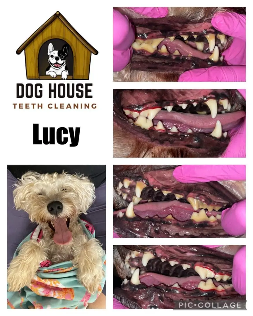 Collage showing a happy dog wrapped in a colorful blanket and close-up images of canine teeth during a cleaning session at Dog House Teeth Cleaning, highlighting the importance of canine oral care.