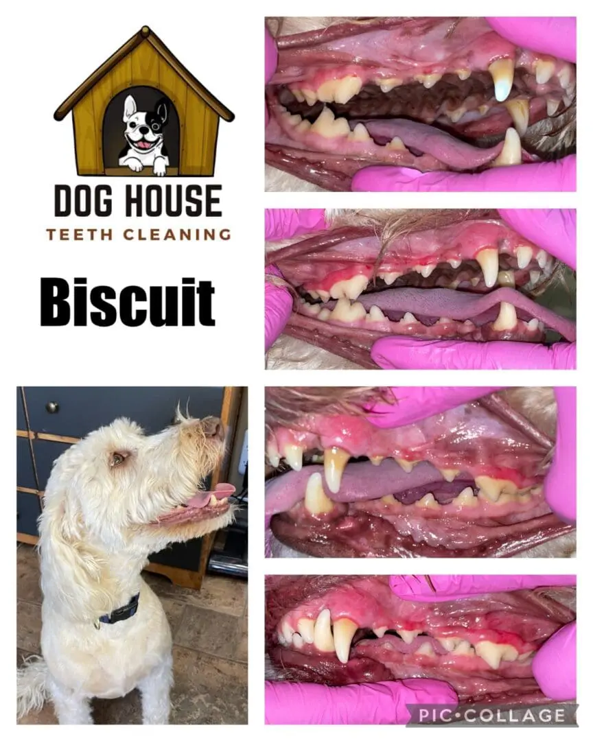         Four images showing a dog's teeth before and after cleaning. Top left: Logo "Dog House Teeth Cleaning." Bottom left: White dog named Biscuit. Right: Mouth close-ups highlighting the effectiveness of canine oral care with noticeably cleaner teeth after treatment.