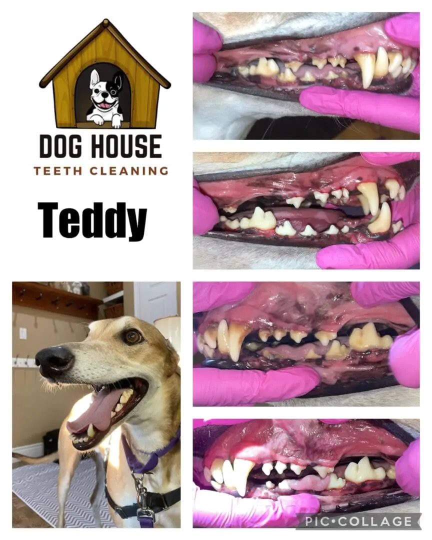 A collage featuring "Dog House Teeth Cleaning" and images showcasing canine oral care, with a dog's teeth before and after cleaning, displaying noticeable improvement. A happy dog is shown in the bottom left photo.