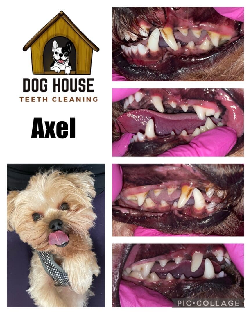 Collage: Dog House Teeth Cleaning's work on Axel. Images highlight the stages of canine oral care before and after dental cleaning. The bottom left picture shows a small dog with light brown fur, showcasing a healthier smile post-treatment.