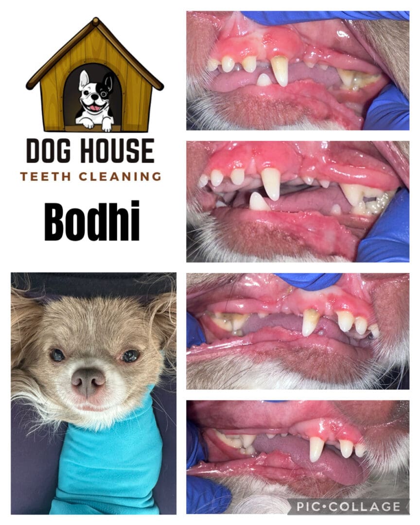 2025-09-27 - Bodhi