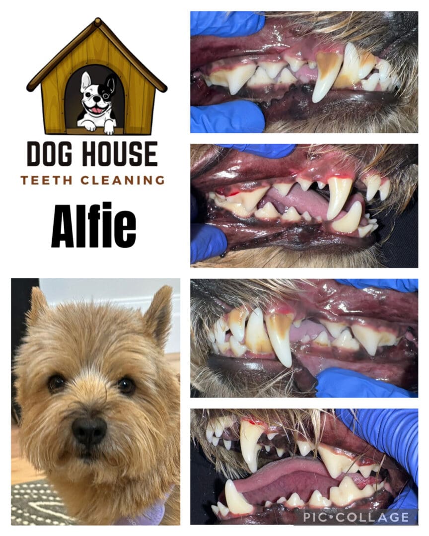 Dog Teeth Cleaning in Waterloo