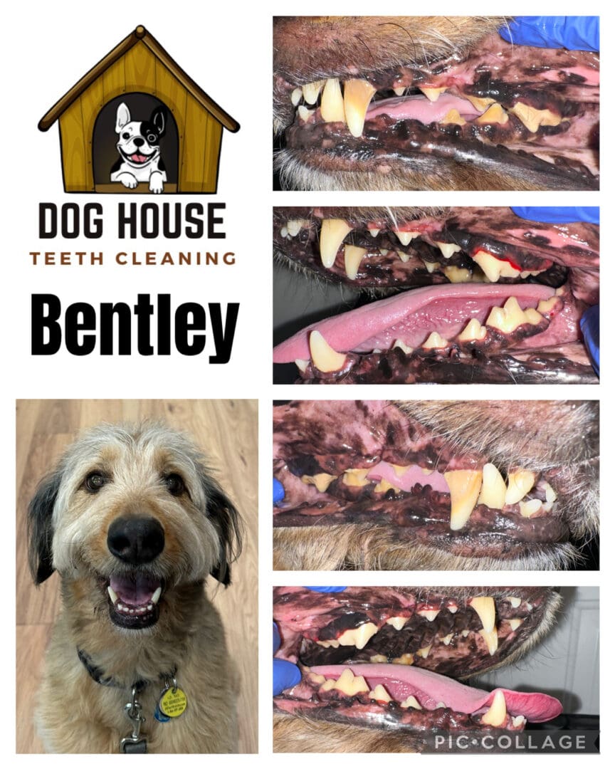 Dog Teeth Cleaning in Waterloo