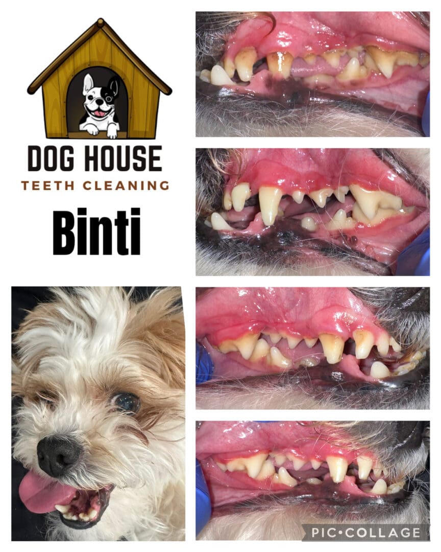 Dog Teeth Cleaning in Waterloo
