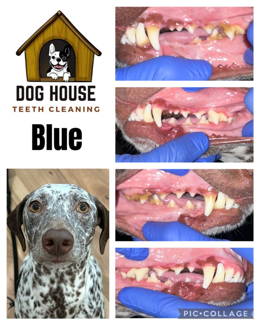 Dog Teeth Cleaning in Waterloo