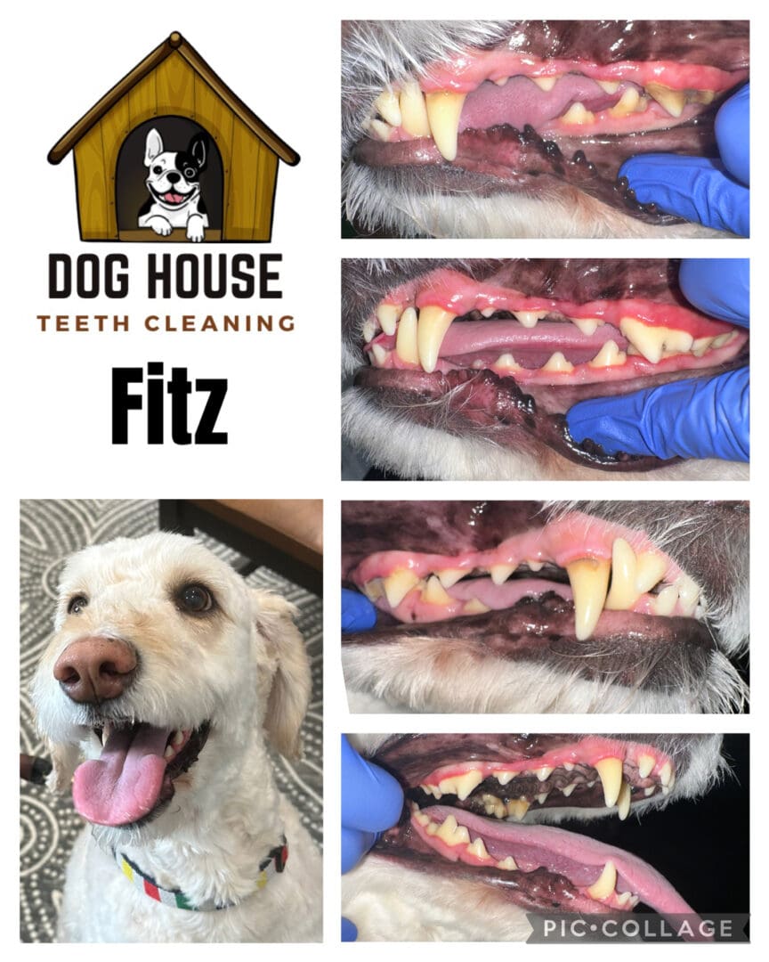 Dog Teeth Cleaning in Waterloo