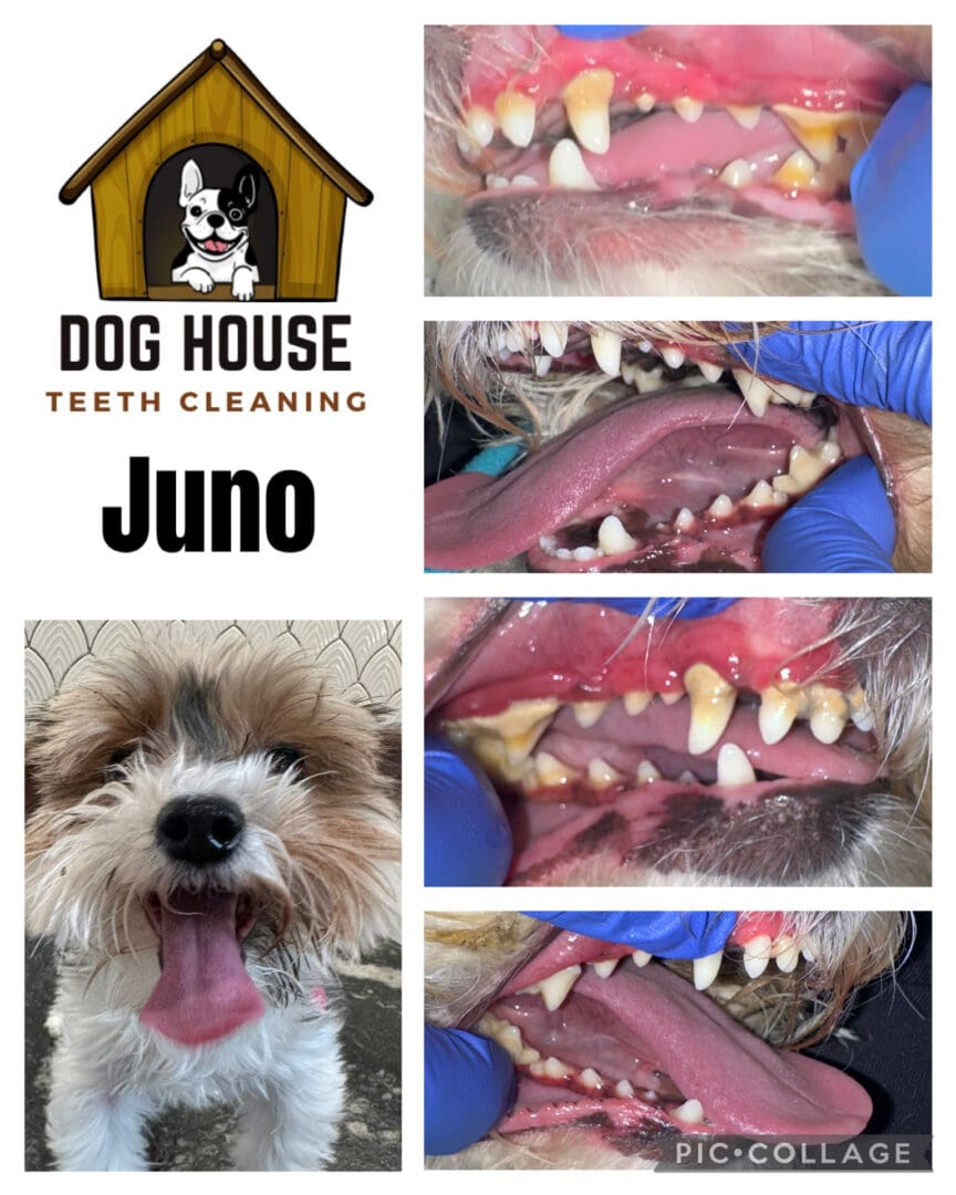 Dog Teeth Cleaning in Waterloo