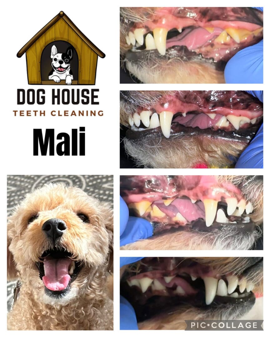 Dog Teeth Cleaning in Waterloo