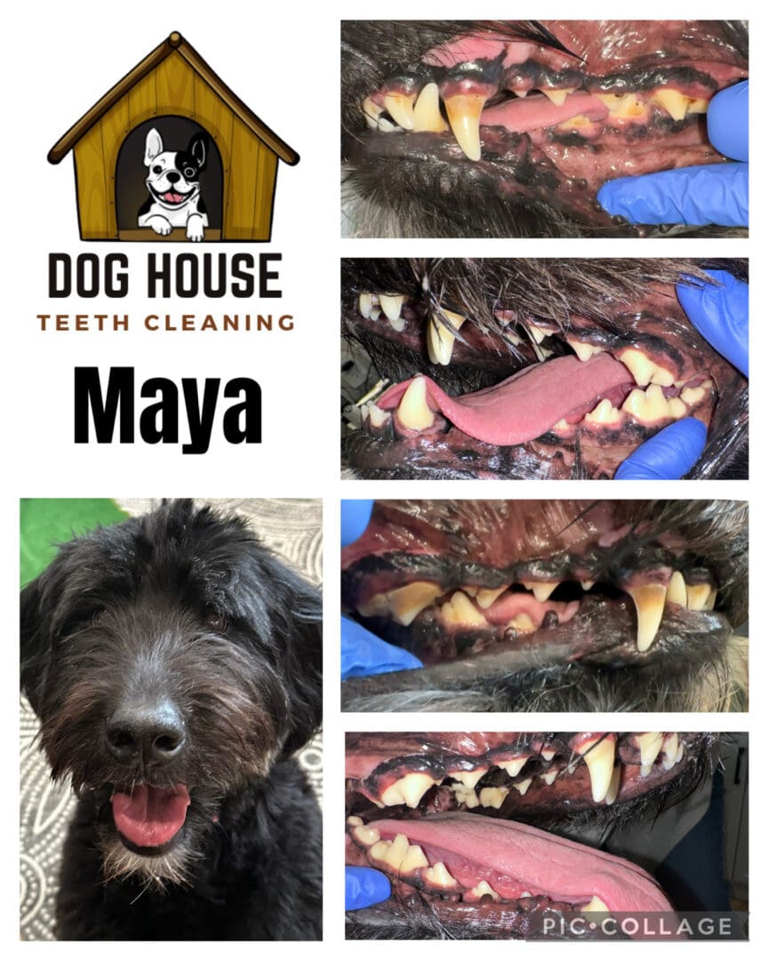 Dog Teeth Cleaning in Waterloo