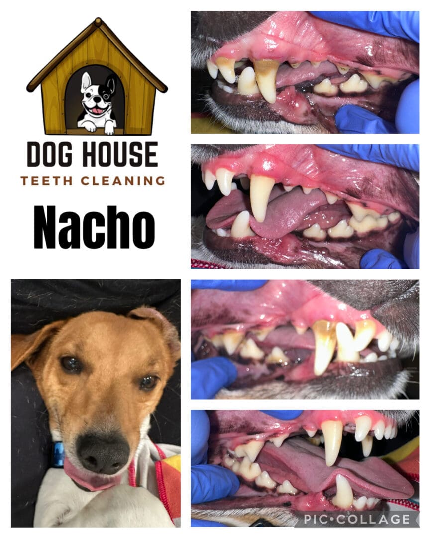 Dog Teeth Cleaning in Waterloo