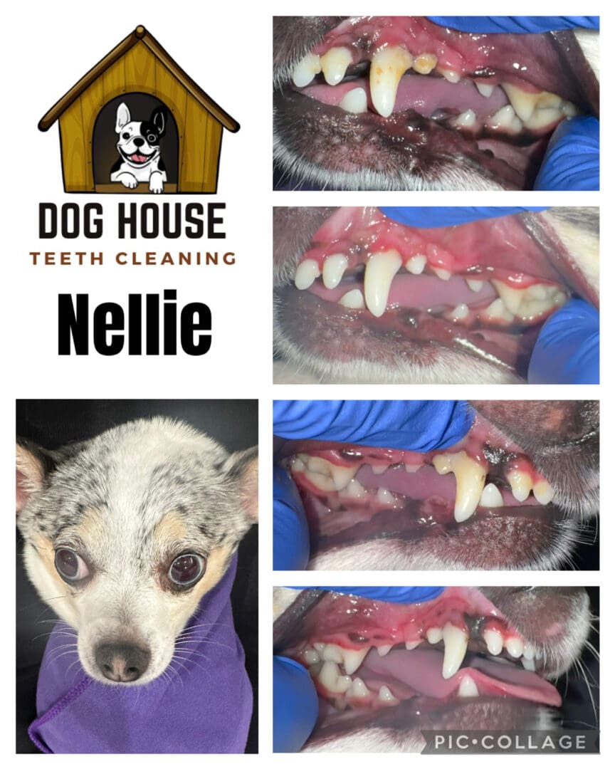 Dog Teeth Cleaning in Waterloo