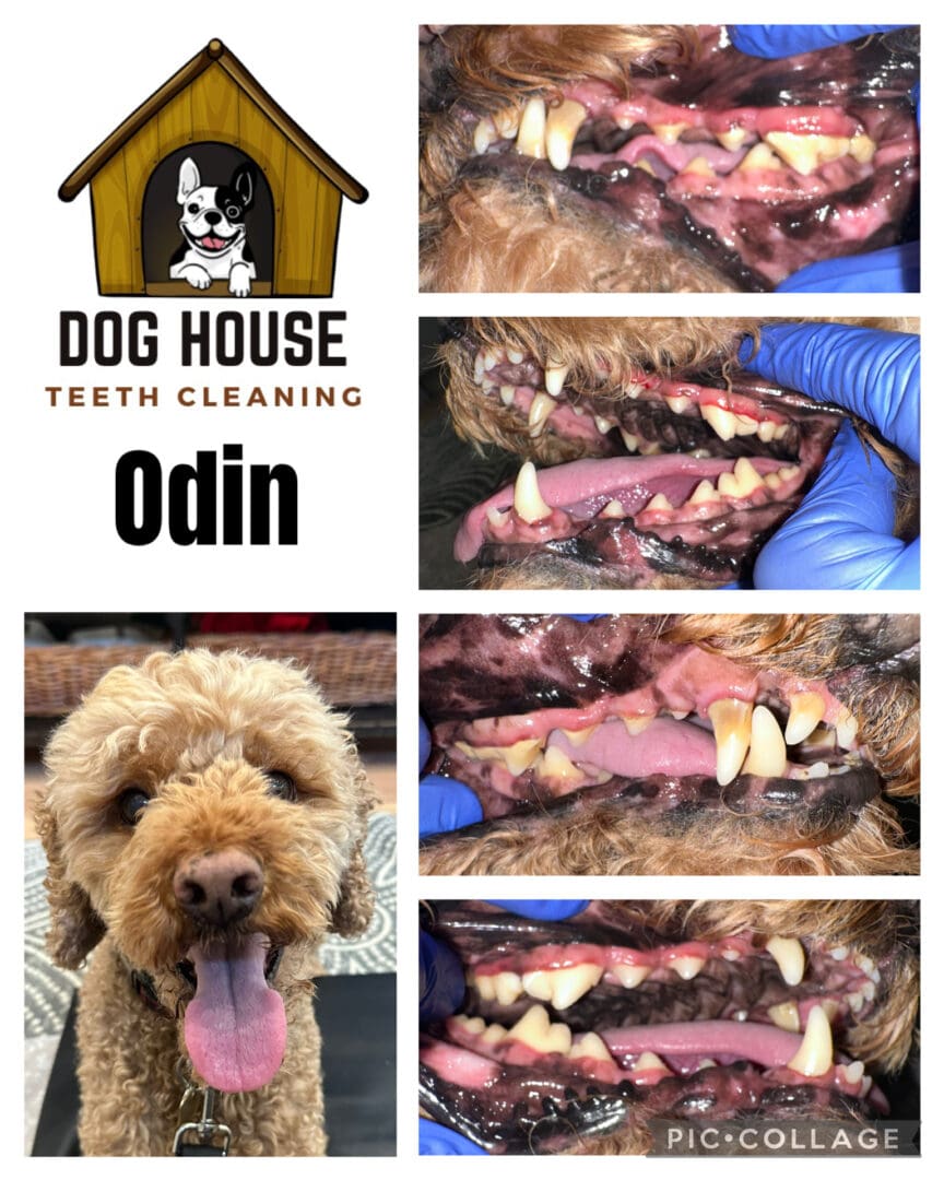 Dog Teeth Cleaning in Waterloo
