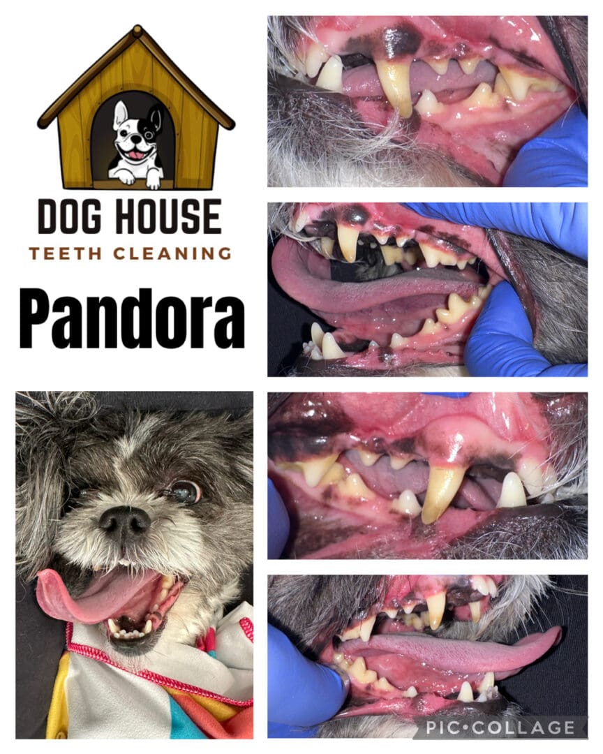 Dog Teeth Cleaning in Waterloo