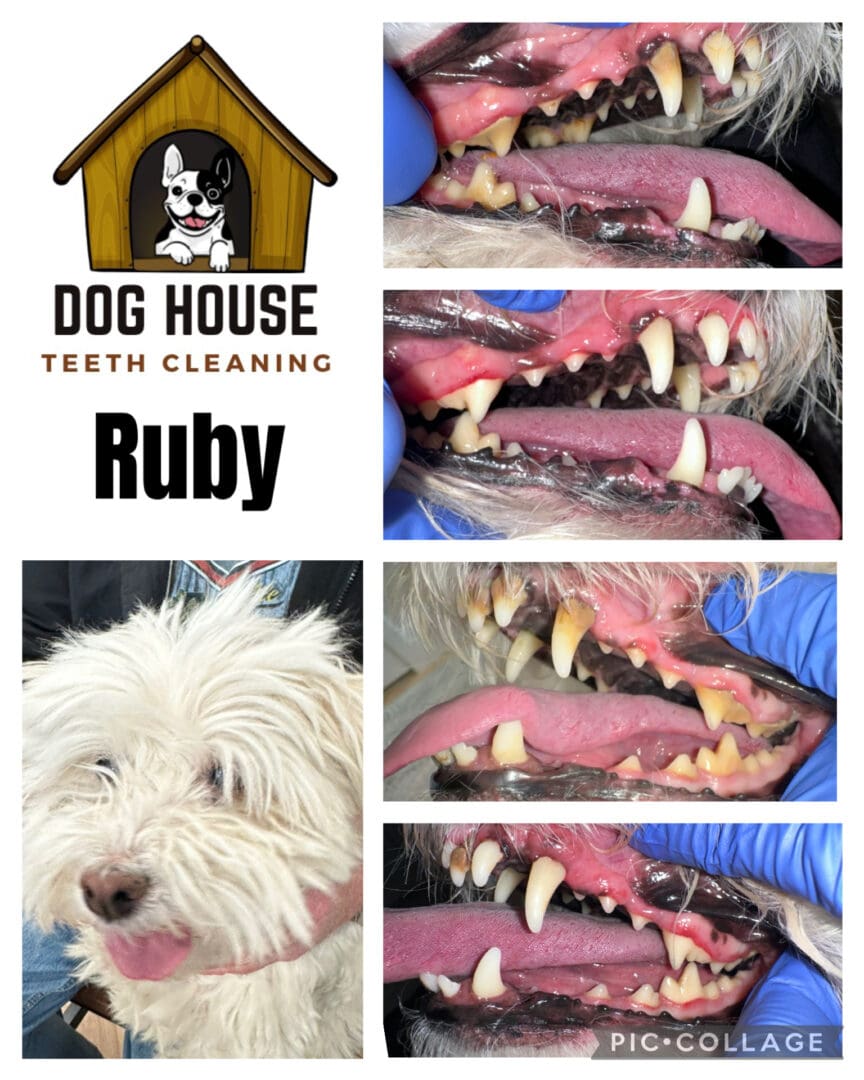 Dog Teeth Cleaning in Waterloo