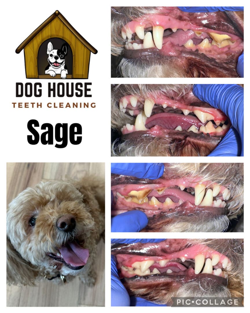 Dog Teeth Cleaning in Waterloo