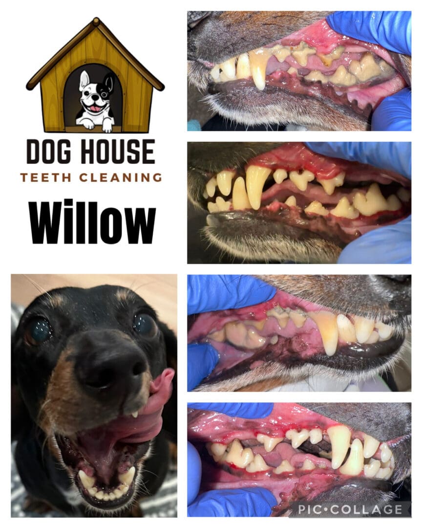 Dog Teeth Cleaning in Waterloo