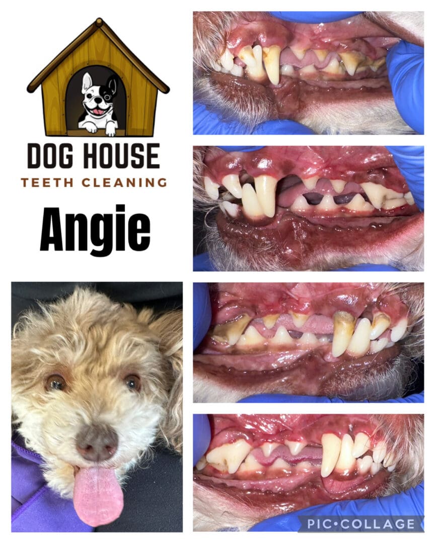Dog Teeth Cleaning in Waterloo