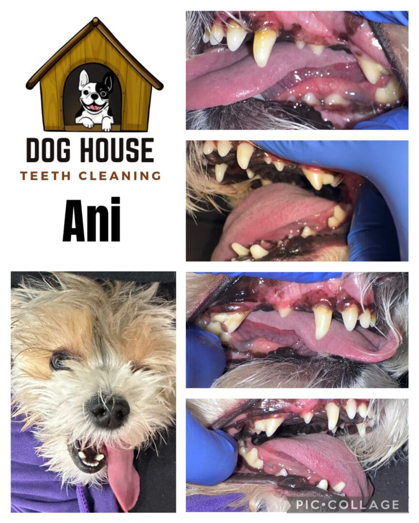 Dog Teeth Cleaning in Waterloo