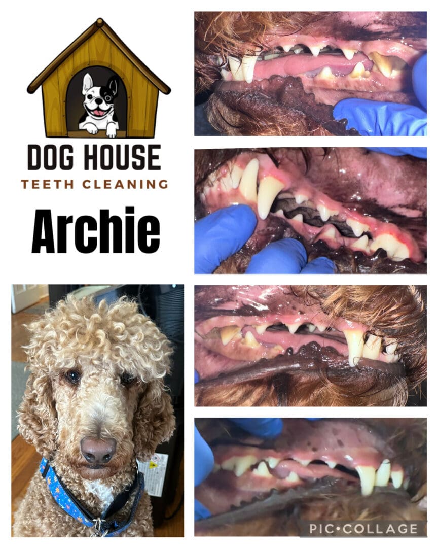 Dog Teeth Cleaning in Waterloo