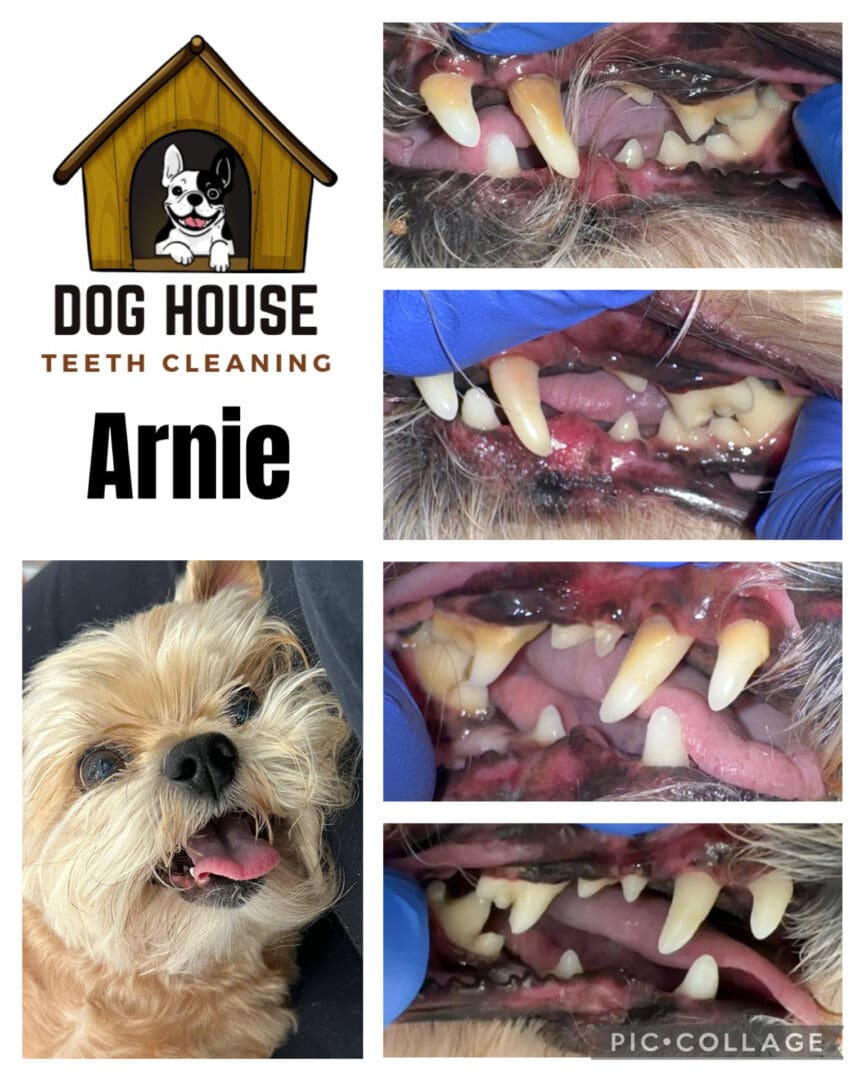 Dog Teeth Cleaning in Waterloo