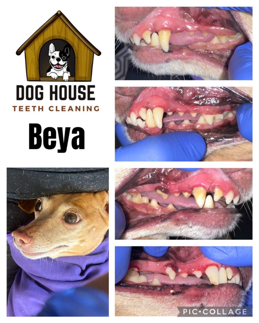 Dog Teeth Cleaning in Waterloo