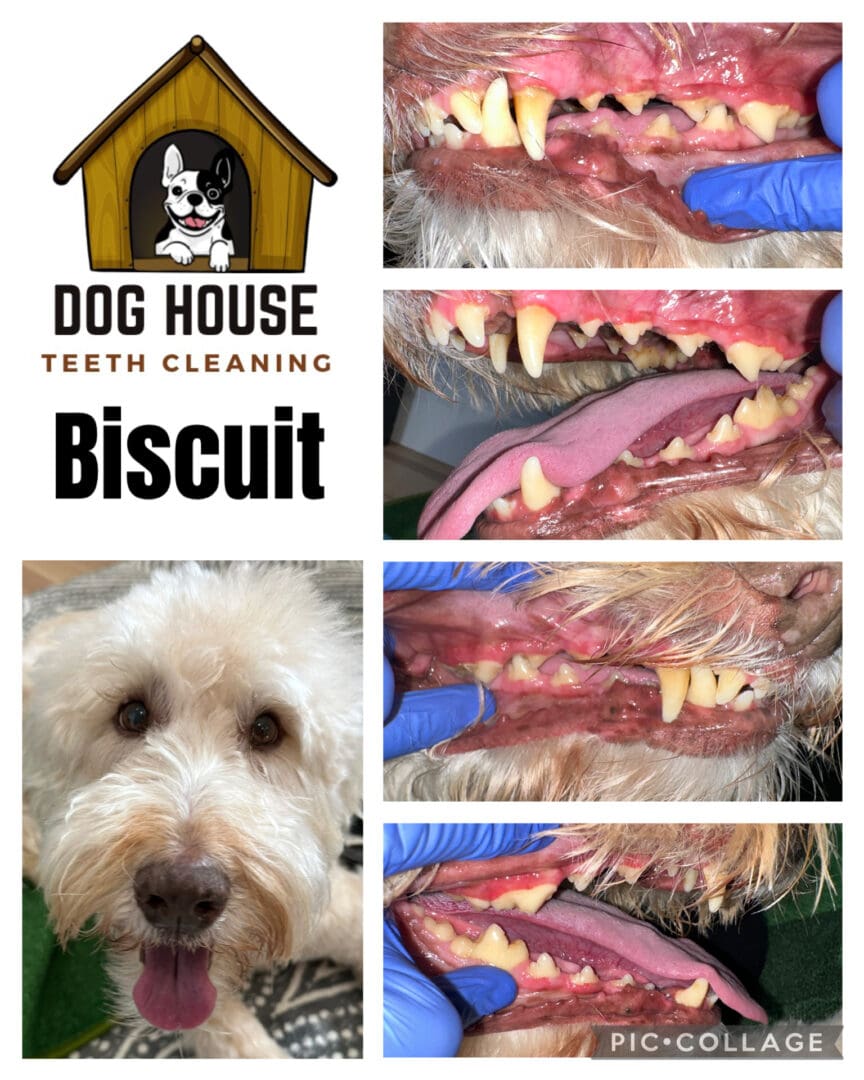 Dog Teeth Cleaning in Waterloo