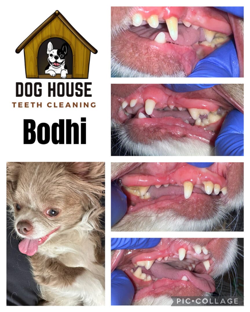 Dog Teeth Cleaning in Waterloo
