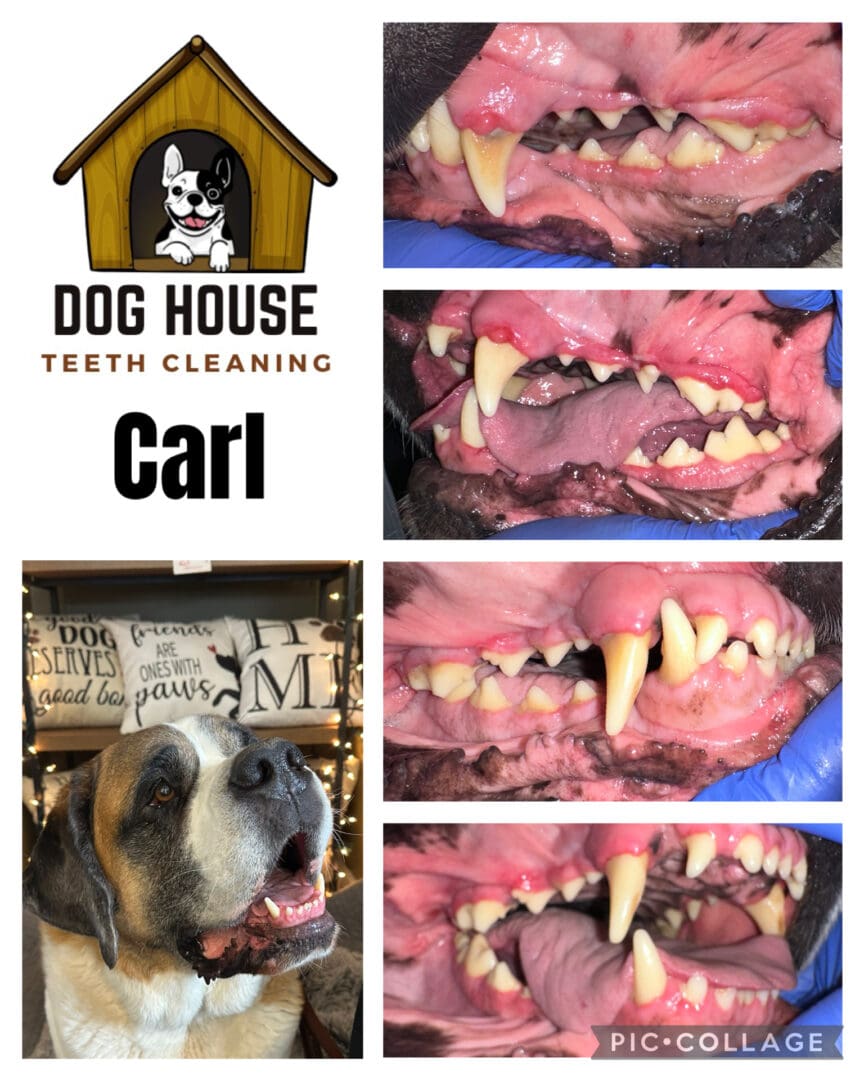 Dog Teeth Cleaning in Waterloo