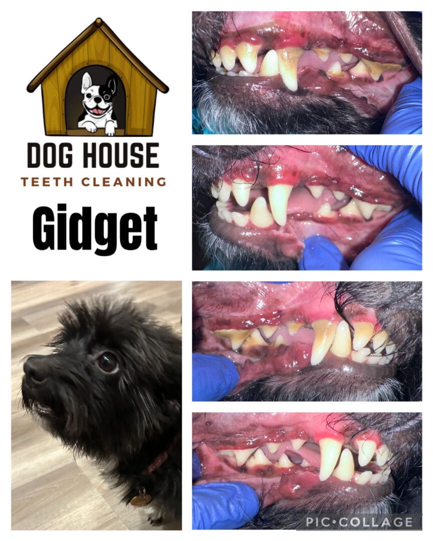 Dog Teeth Cleaning in Waterloo