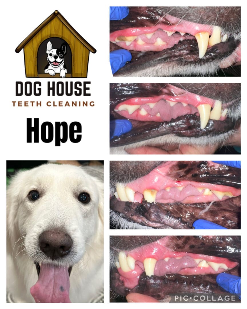 Dog Teeth Cleaning in Waterloo