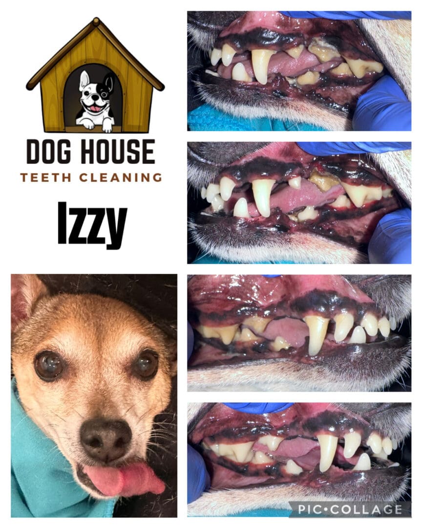 Dog Teeth Cleaning in Waterloo